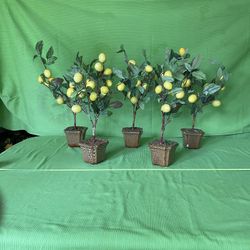 Five Topiary   🍋Article Lemon Trees In Ceramic Pots  🍋 Topiary 