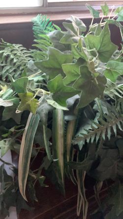 Fake Plant ￼