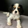 Charlie 