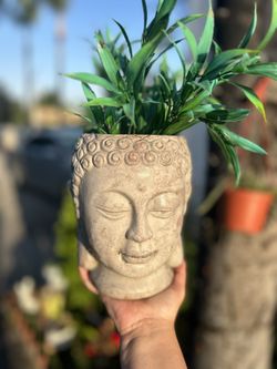 BUDDHA Planter
