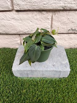 4” Micans Philodendron