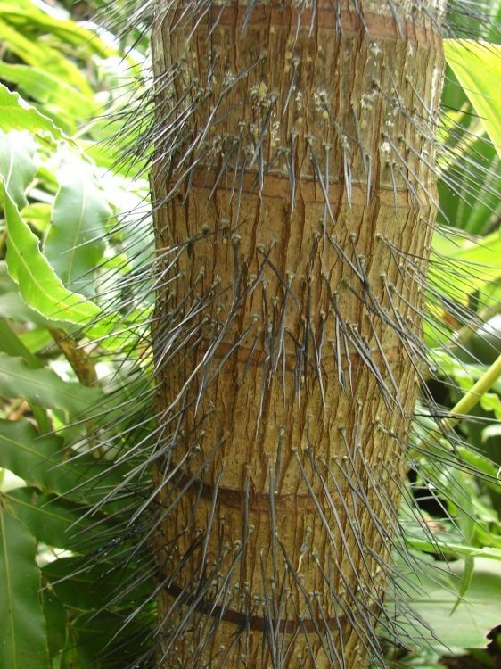 RARE LIVE PLANT 2ft Verschaffeltia splendida - Stilt Palm - Latanier Latte