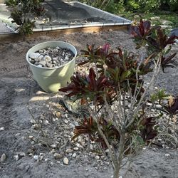 Croton Plants