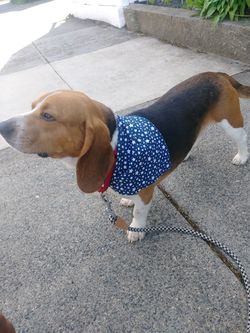 Dog bandanas
