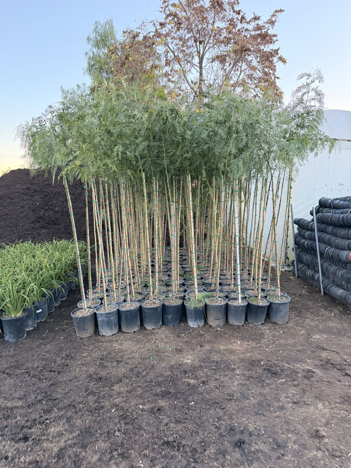 Shade Trees California Peppers 7-8 Feet Tall  5 Gal