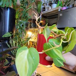 Brasil philodendron plant 4"