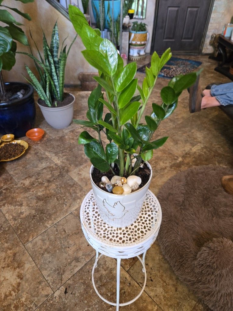 ZZ Plant In New 7in Ceramic Pot With Shells And Stones