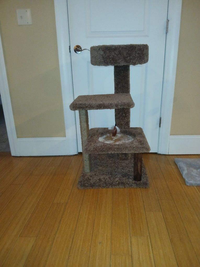 Cat Climbing Tower