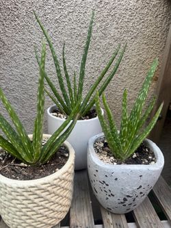 Aloe Vera Plants/Savila