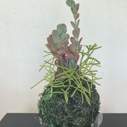 Plant Ornament - Adorno De Planta