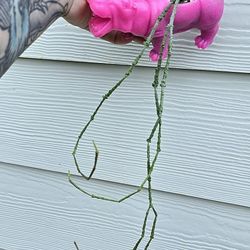 RARE! Potted Cynanchum Marnierianum Aka The Dead Stick Plant 