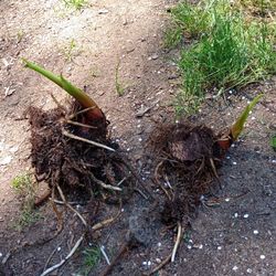 Cold Hardy Banana Plants Mother Plant  Grows Bananas ( Read Description Below