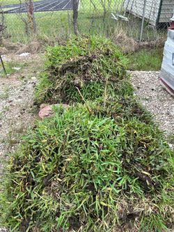 Grass saint Augustine two pallets