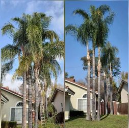 Big Tree’s 