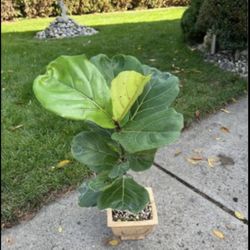 Houseplant Fiddle Leaf Ficus