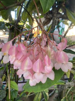 Angel Wing Blooming Small Morning Sun Or Shade Plant, The First Pic Is Sample Only