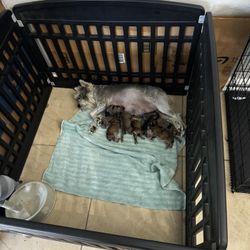 Poppy Buscan Hogar Miniatura Snauzer 