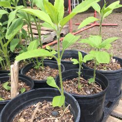 Sunchoke, Plant, Outdoor