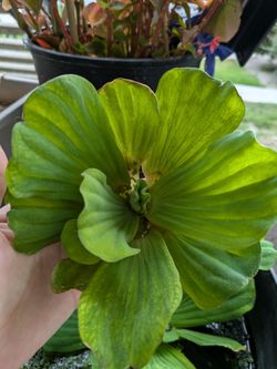 Aquarium plants $10 each