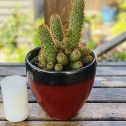 Live indoor Copper King 🌵cactus (Mammillaria Elongata ) plant in a ceramic planter pot—firm price