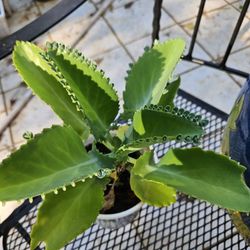 Mother Of Thousands Plant