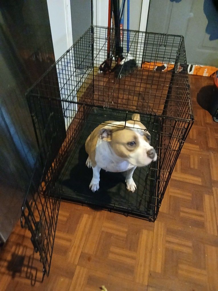 Extra Large Dog Crate Like New Condition
