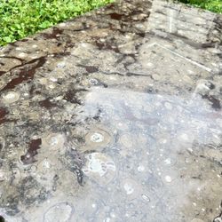 Ammonite Orthoceras Dining Table Top/Wall Mount 