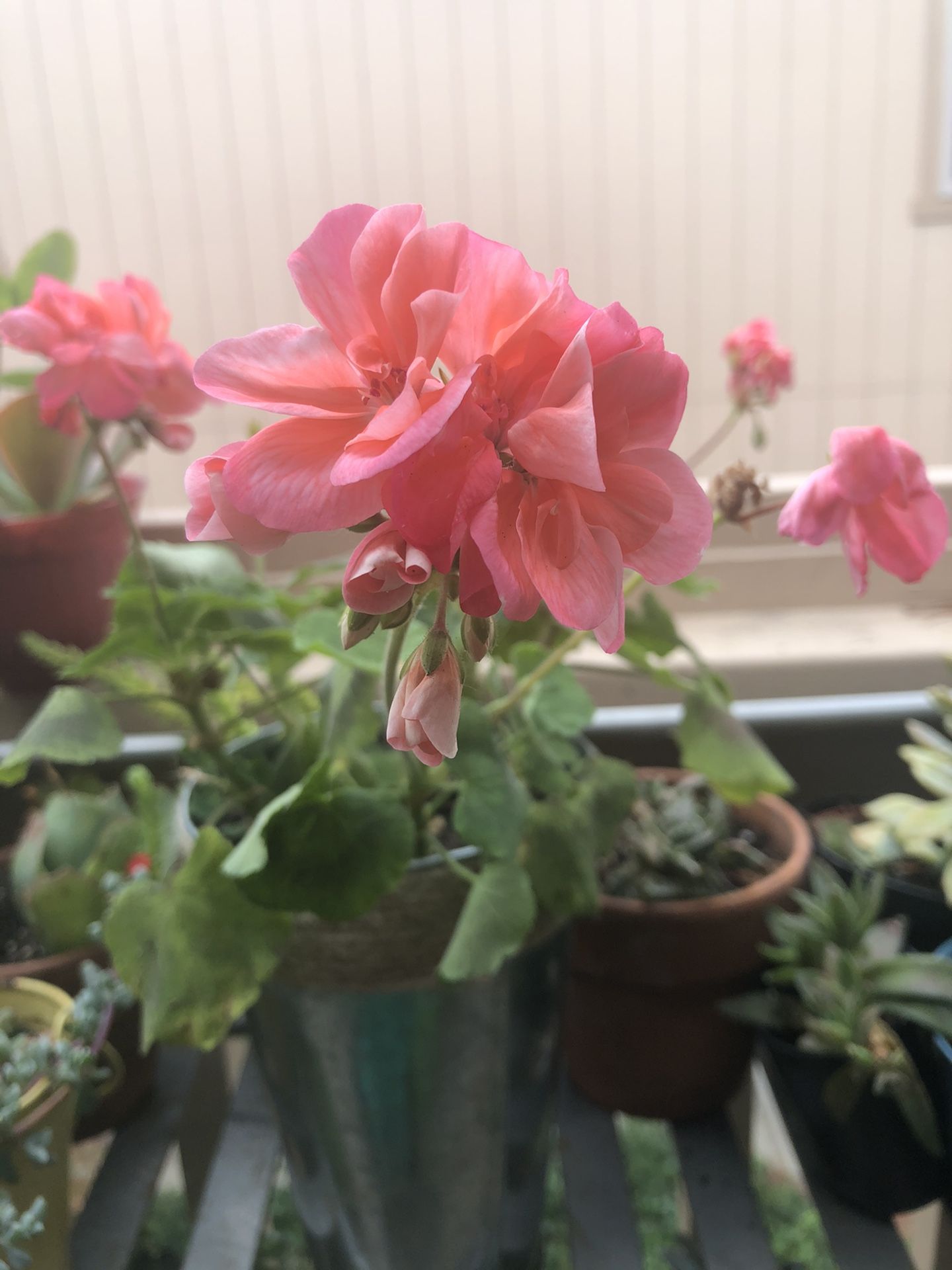 5 cuts of pink, red and white geranium in one cute flower pot