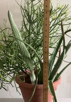 Plants