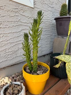 Eves needle