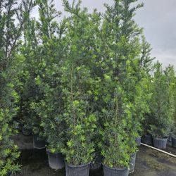 huge Podocarpus  over 8 feet tall Instant  privacy  Hedge only $75