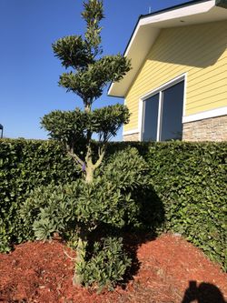 Jardineria