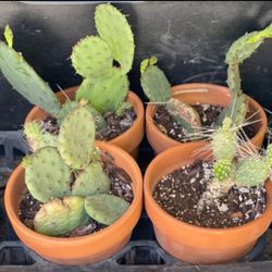 Prickly Pear Cactus Plants