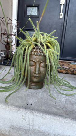 Rustic Buddha head. Succlent