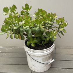 Jade Plant - Crassula Ovata -Succulent