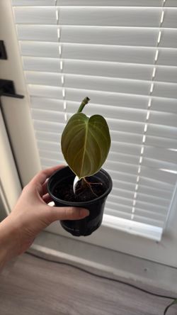 Philodendron melano (black gold)