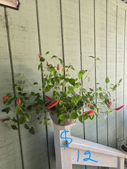 Plant