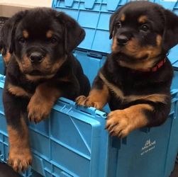 Our adorable Rottweiler puppies are looking for loving families!