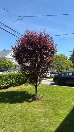 Purple tree