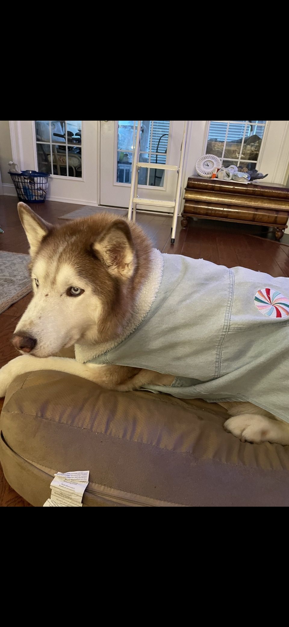 Dog Denim Vest Adj Snaps XL