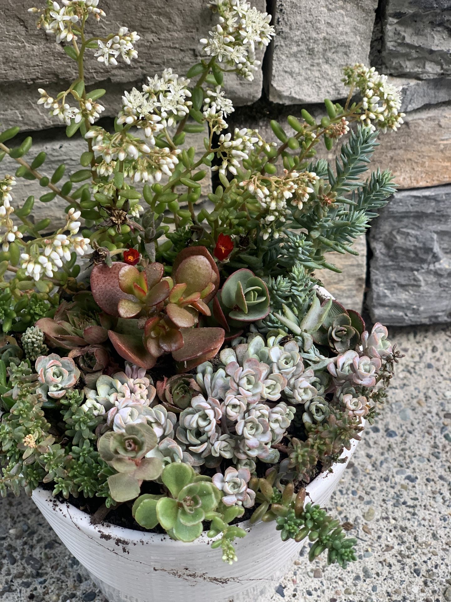 Live succulent arrangement in white ceramic pot