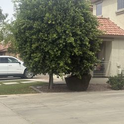 Sprinklers,landscaping ,irrigation