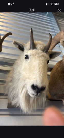 Mountain goat taxidermy