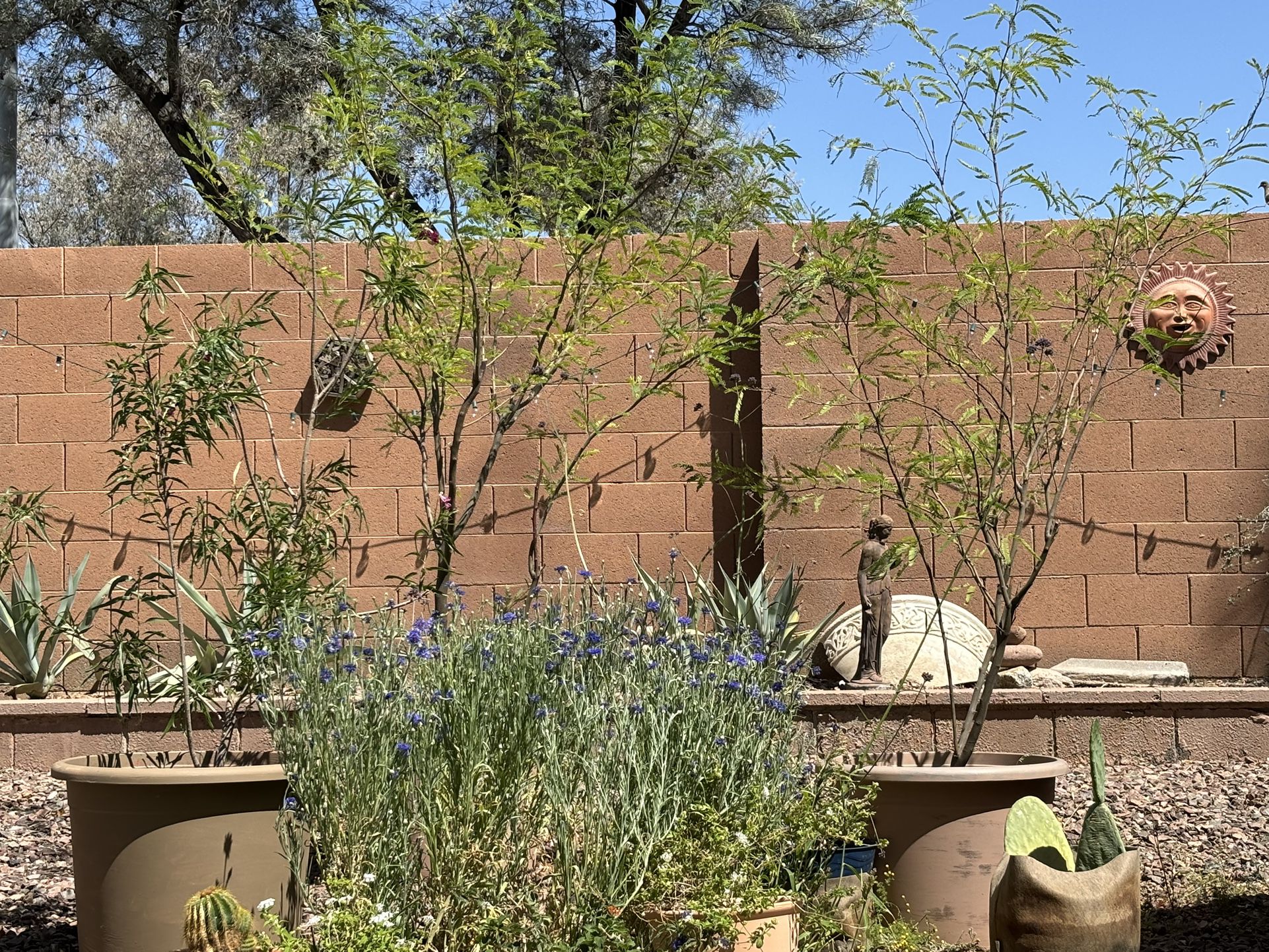 2 Chilean Mesquite Trees Potted