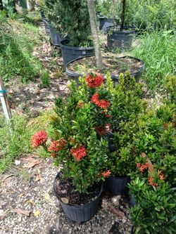 Dwarf red ixora hedges 3gl $6