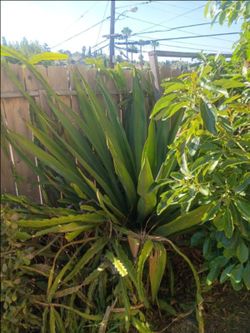 Free plants come get them will need a trailer or a truck to move them