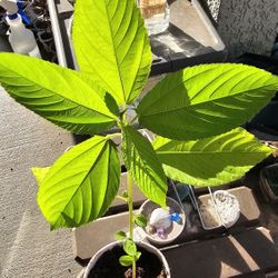 Egyptian Spinach, Grown From Seeds