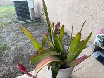 Dragon fruit