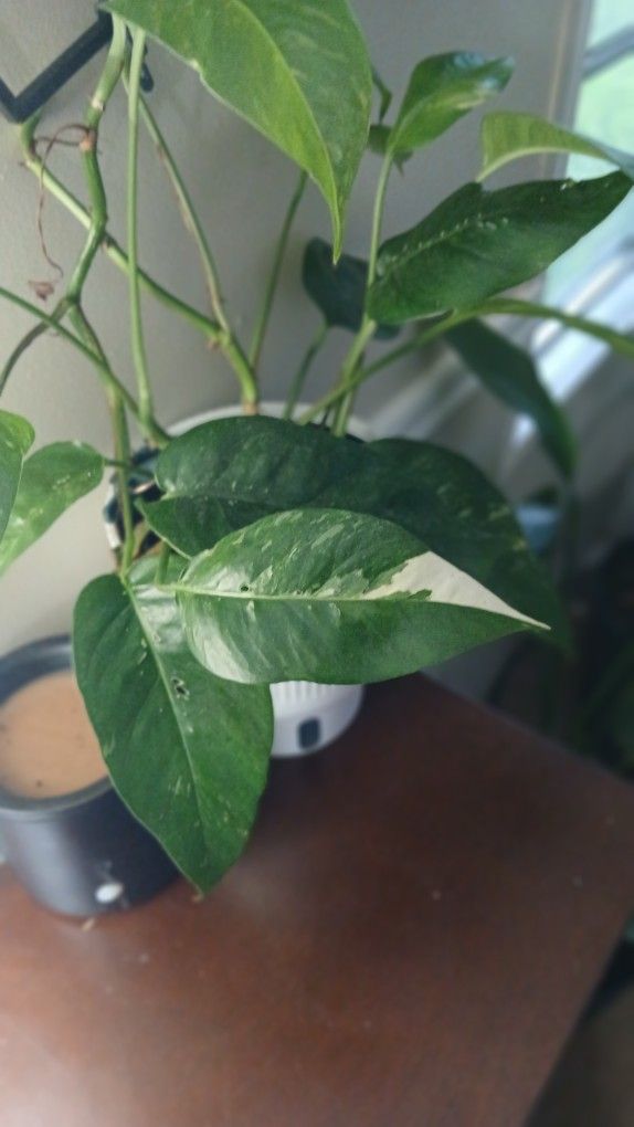 Epipremnum Pinnatum Albino