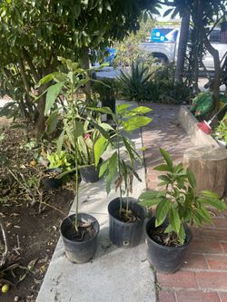 Avocado Trees For Sale.